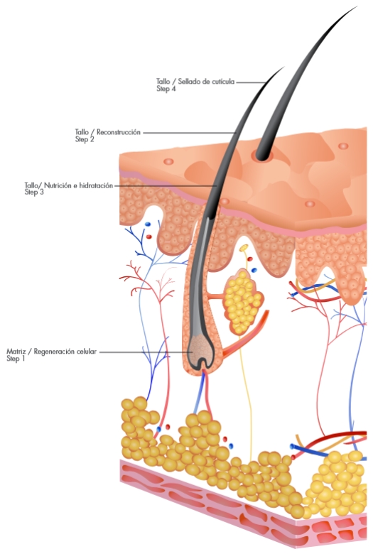 Tratamiento Reconstructivo para el Cabello Dañado